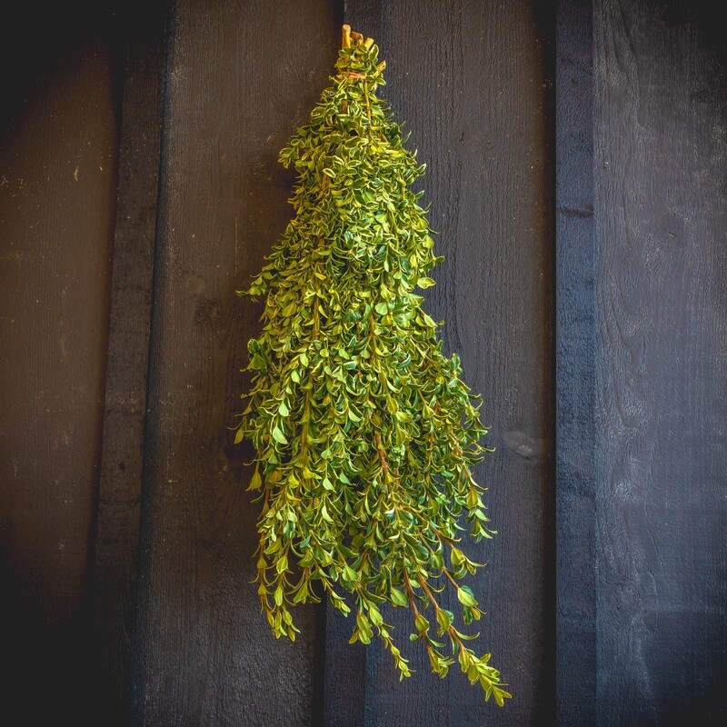 Fresh Greens - Variegated Oregonia