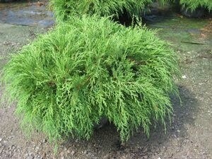 Siberian Cypress &#39;Celtic Pride&#39; 2 gal PW