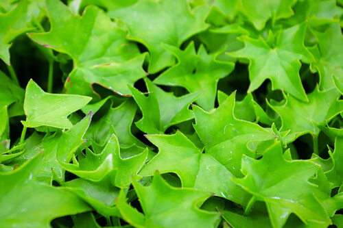German Ivy - Green - 4&quot;