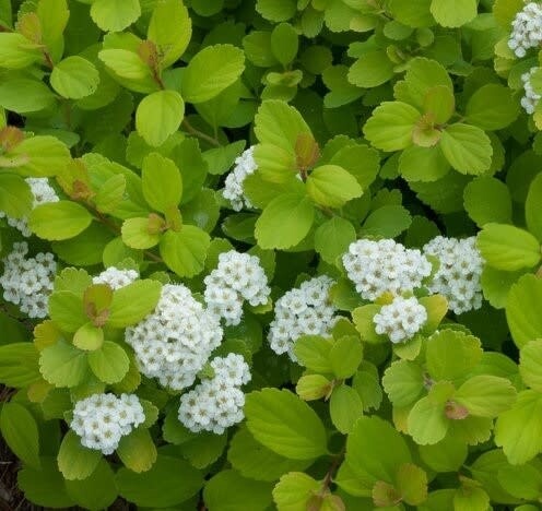 Spirea &#39;Glow Girl&#39; 2 gal