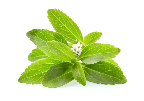 Stevia 4"