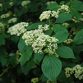Dogwood &#39;Pagoda&#39; 3 gal