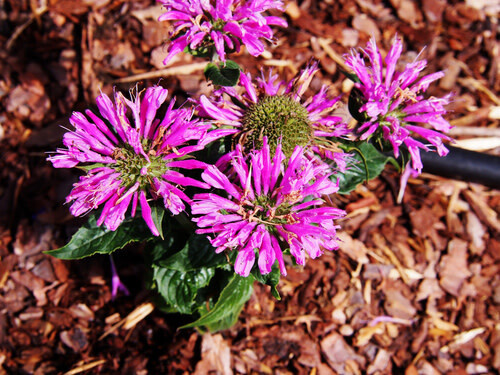 Beebalm &#39;Monarda Petite Delight&#39; - 1 gal