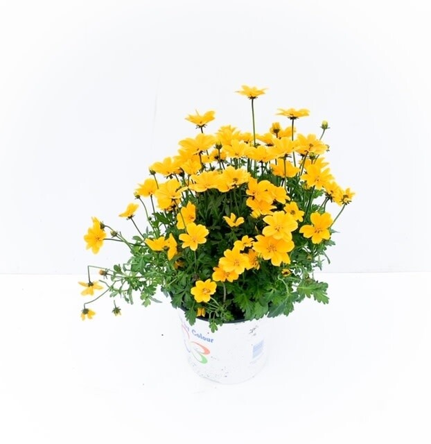 Bidens &#39;Golden Empire&#39; 1 gal