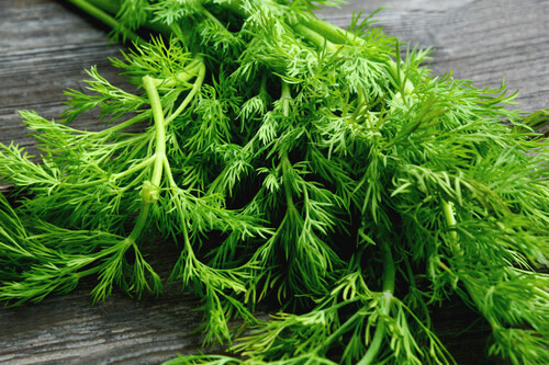 Dill 4"