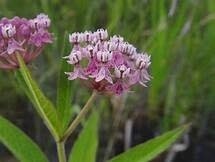 Asclepias Incarnata &#39;Milkweed&#39; 4&quot;