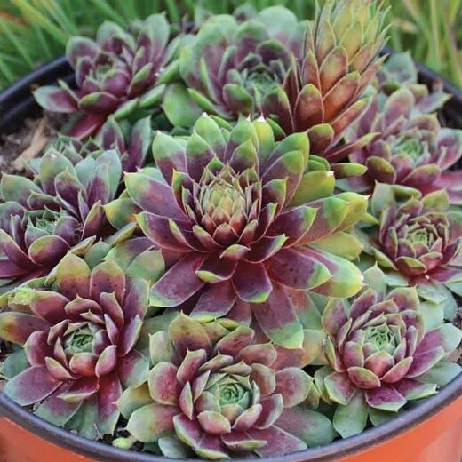 Hens and Chicks - Sempervivum Ruby/Red Heart - 4&quot;