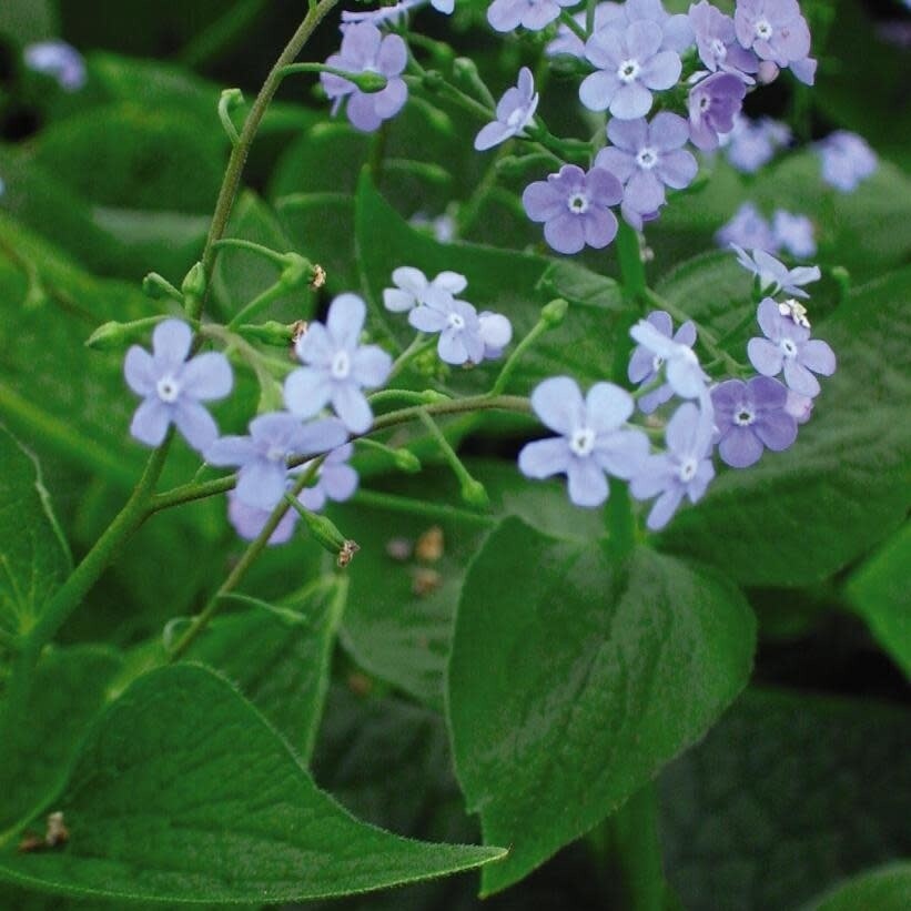 Brunnera &#39;Macrophylla&#39; 1 gal