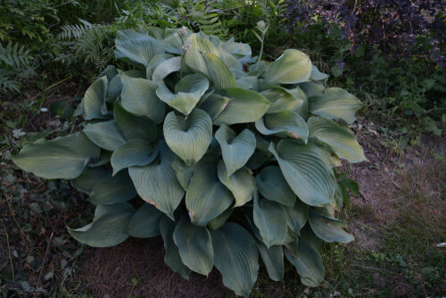 Hosta &#39;Fragrant Blue&#39; 1 gal