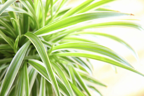 Spider Plant 4&quot;