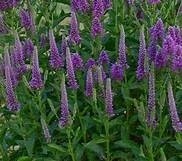 Speedwell &#39;Veronica Very Van Gogh&#39; 1 gal
