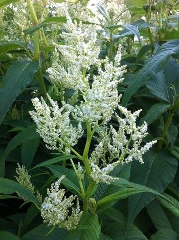 Persicaria &#39;Polymorpha&#39; Giant Fleeceflower 1 gal