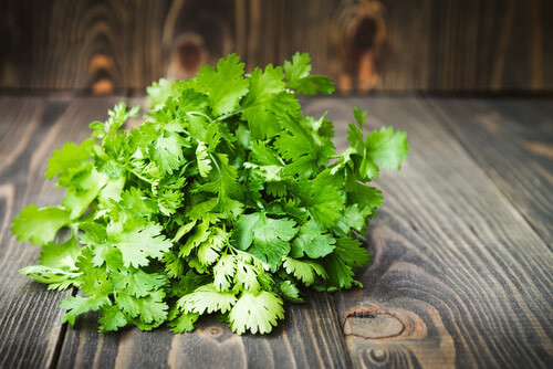 Cilantro (Coriander) 4"