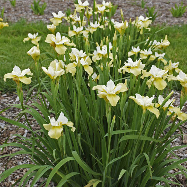 Iris siberian &#39;Butter and Sugar&#39; 1 gal