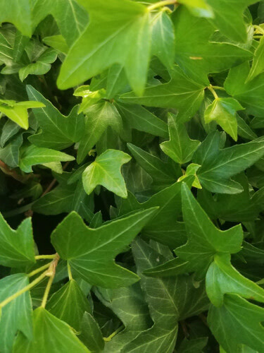 English Ivy 'Needlepoint' 4"