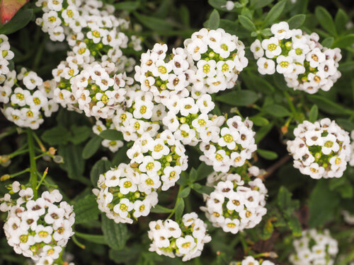 Alyssum - Clear Crystal White 4"
