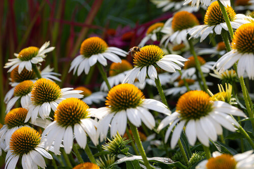 Cone Flower &#39;Echinacea Sombrero Blanco&#39; - 1 gal