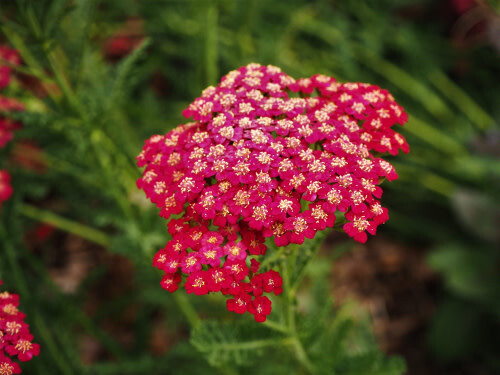 Yarrow &#39;Pomegranate&#39; 1 gal