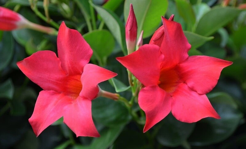 Rio Dipladenia Planter 12&quot; - Pink
