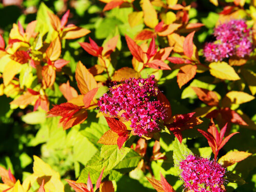 Spirea &#39;Goldflame&#39; 3 gal