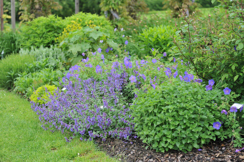 Dwarf Calamint &#39;Calamintha Nepeta&#39; - 1 GAL