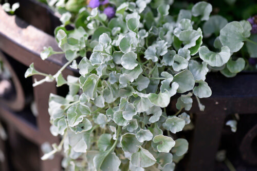 7" HB Dichondra 'Silver Falls'