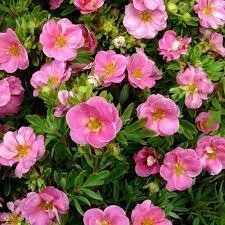 Potentilla &#39;Happy Face Pink Paradise&#39; 2 gal PW