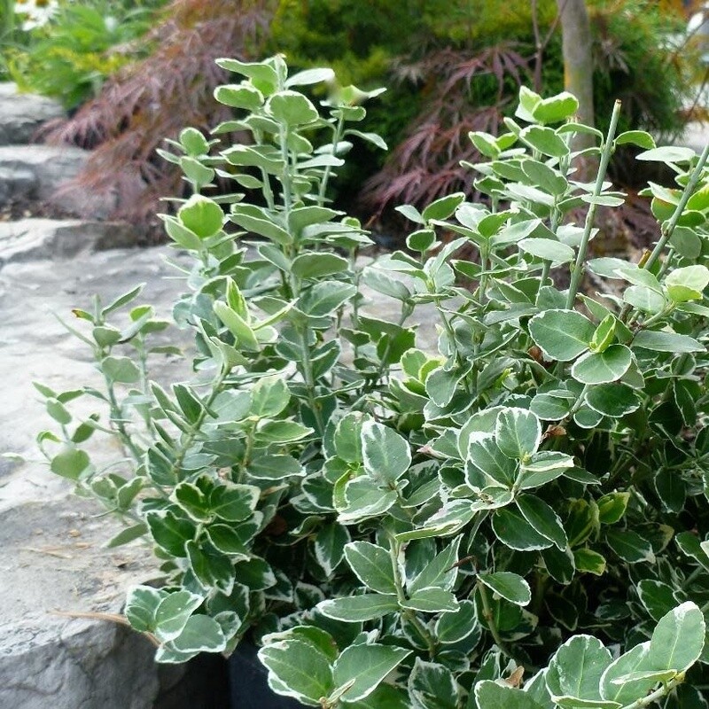 Euonymus &#39;Emerald Gaiety&#39; - 2 gal