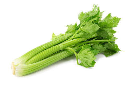 Celery &#39;Tango&#39; 4&quot;