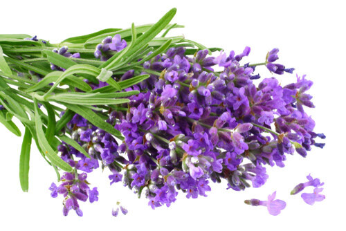 Lavender - Provence 4"