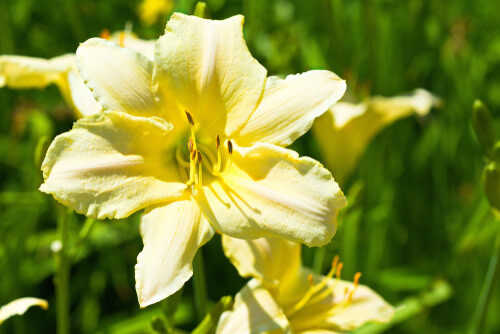 Daylily - Hemerocallis &#39;Joan Senior&#39; 1 gal