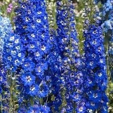 Delphinium &#39;Blue Bird&#39; 4&quot;