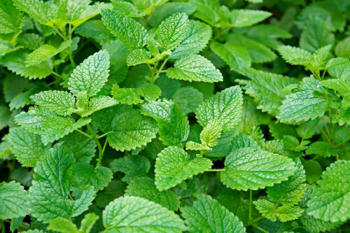 Lemon Balm 4"