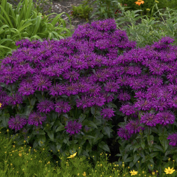 Beebalm 'Monarda Sugar Buzz Grape Gumball' 1 gal