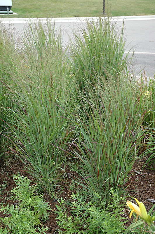 Switch Grass &#39;Panicum Shenandoah&#39; - 2 gal