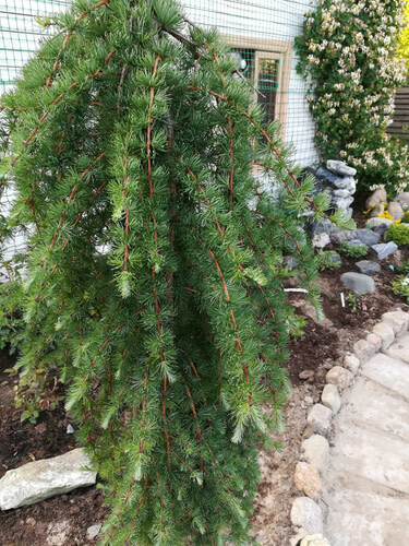 Weeping Larch 'pendula' 5-6' Potted