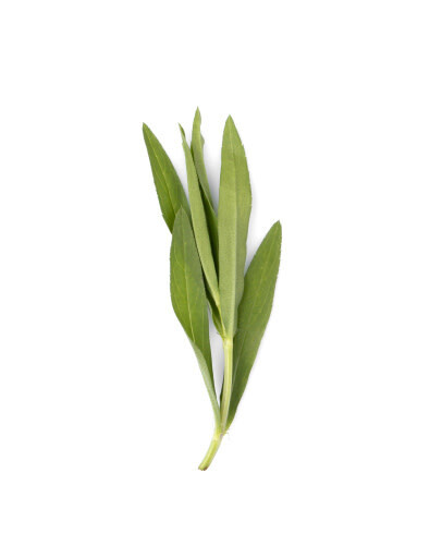 Tarragon 'French' 4"