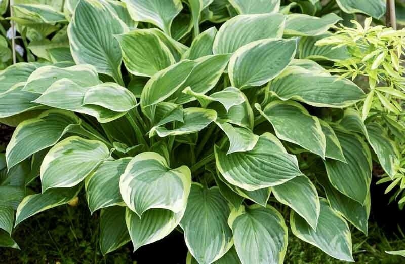 Hosta &#39;Fort. Aureo-marginata&#39; - 1 gal Med.