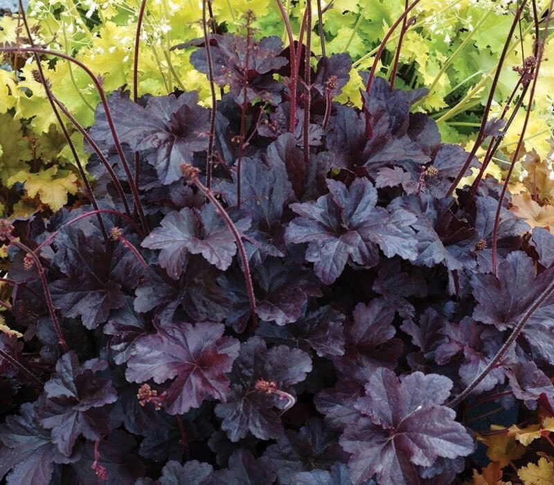 Coral Bells &#39;Heuchera Obsidian&#39; - 1 gal