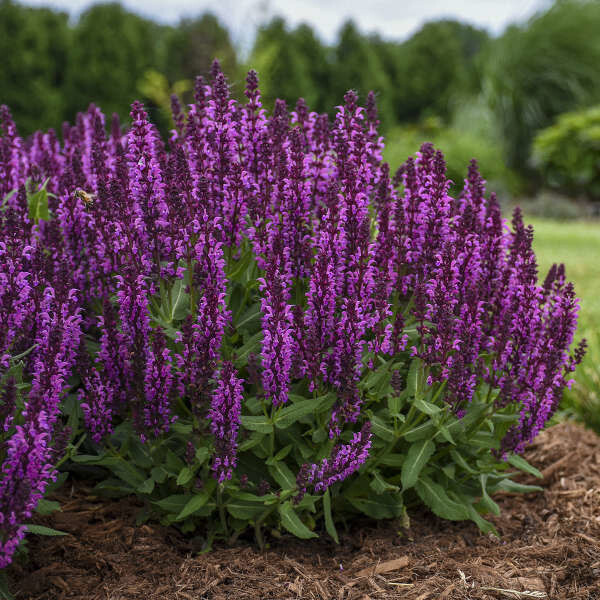 Perennial Sage &#39;Salvia Bumbleberry&#39; 1 gal
