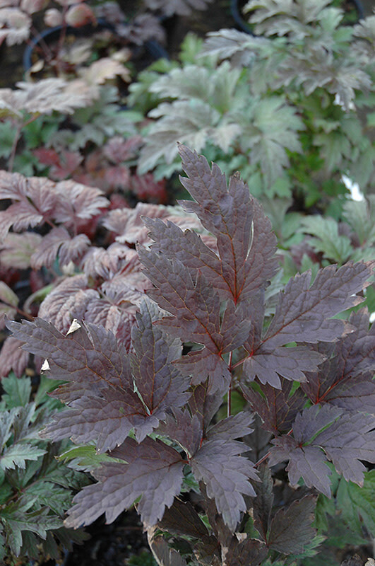 Bugbane &#39;Actaea Brunette&#39; 1 gal