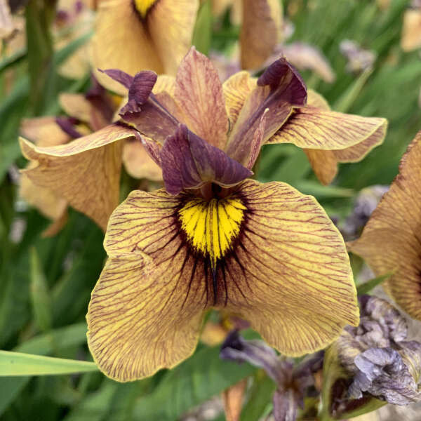 Iris Pseudata &#39;Yarai Night Thunder&#39; - 1 gal