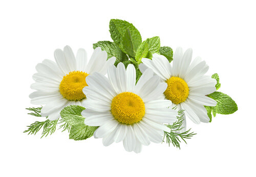 Chamomile 4"