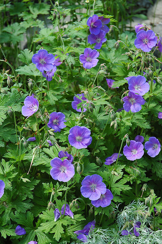 Perennial Geranium &#39;Johnson&#39;s Blue&#39; 1 gal