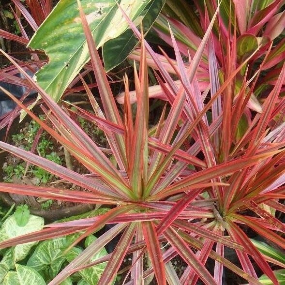 Dracaena Spikes 4"