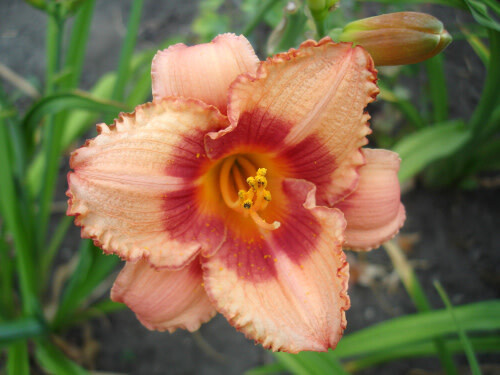 Daylily - Hemerocallis &#39;Strawberry Candy&#39; 1 gal