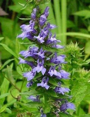 Lobelia &#39;Siphillitica Blue&#39; - 1 Gal