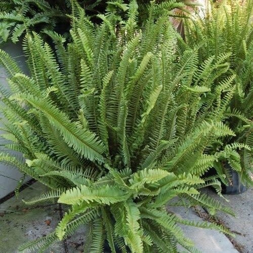 Fern - Kimberly Sun Queen 1 gal