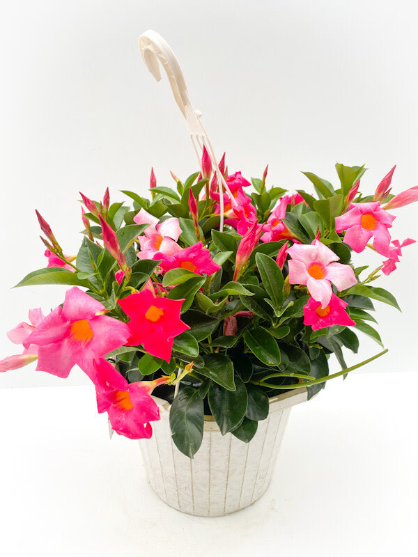 Rio Dipladenia 12&quot; HB - Pink