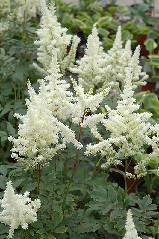 Astilbe 'Bridal Veil' 1 gal